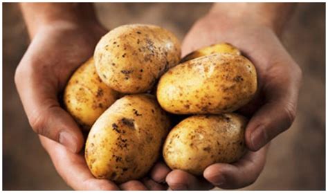 Exclusive Interview The Creator Of Gmo Potatoes Reveals The Dangerous