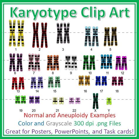 Karyotype Clip Art For Personal Or Commercial Use Normal And