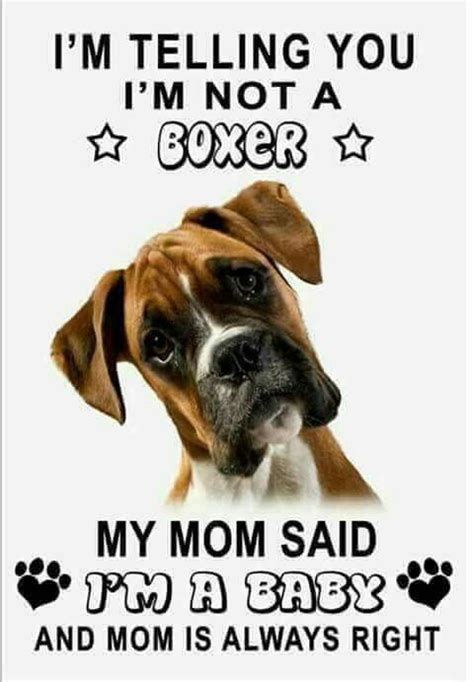 67 Boxer Dog Sayings Quotes Educolo
