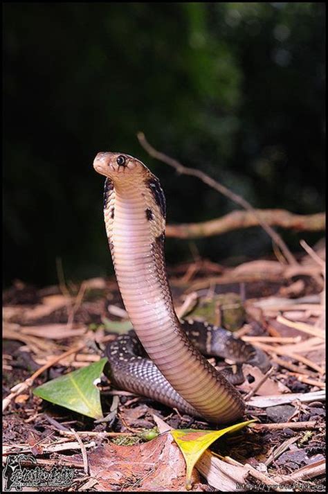 100 Colorful Cobra Ideas Cobra Reptile Snakes Cobra Snake