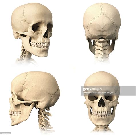 Anatomy Of Human Skull From Different Angles Stock Illustration | Getty ...