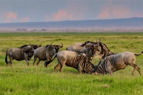 Serengeti National Park Experience The Great Wildebeest
