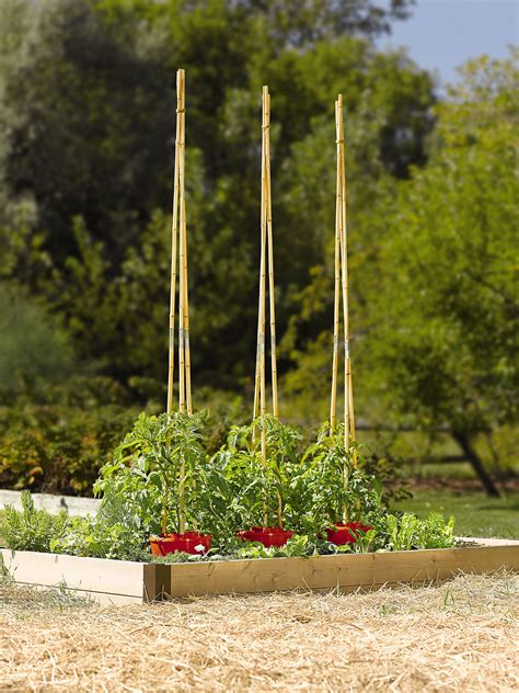 Tomato Support Watering Halo With 7 Bamboo Poles Gardeners Supply