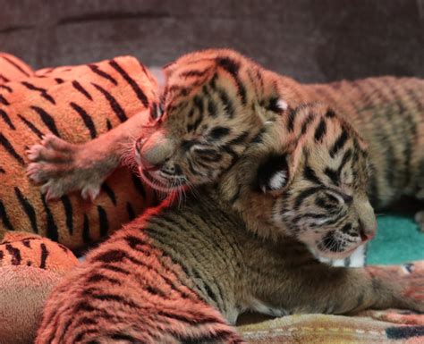 Critically Endangered Baby Tigers Zooborns