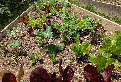 Maybe you would like to learn more about one of these? How to grow Lettuce, Spinach, Kale and other Leafy Green ...