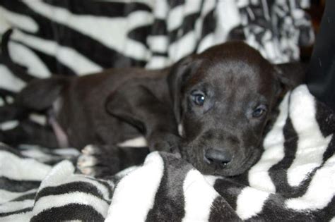 From the great dane side, potential health concerns to be aware of in a great dane mix include hip dysplasia, elbow dysplasia, heart disease, and bone cancer. CKC Great Dane puppies...READY NOW! 8 wks old for Sale in Virginia Beach, Virginia Classified ...