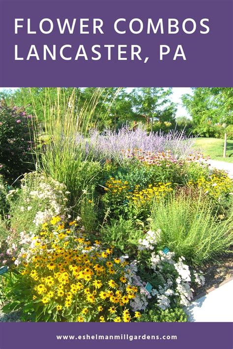 (whtm) — shenks ferry is known for its wildflowers, but it is also home to quite a bit of local history. Perennial Flower Combinations for Lancaster, PA. Perennial ...