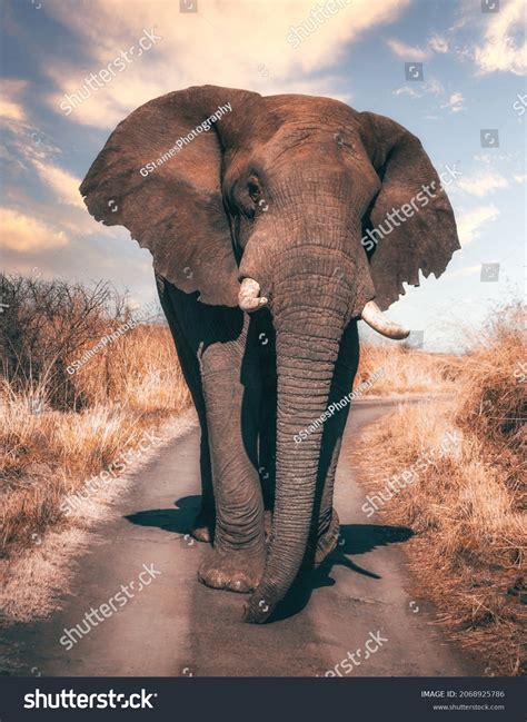 166342 Beautiful Elephant Images Stock Photos And Vectors Shutterstock