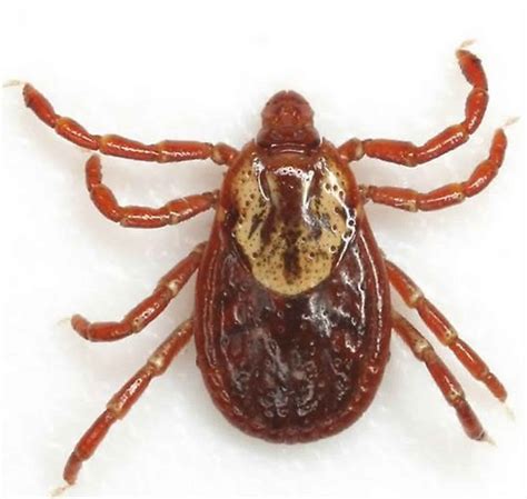 American Dog Tick Disease Life Cycle Prevention And How To Remove A Dog