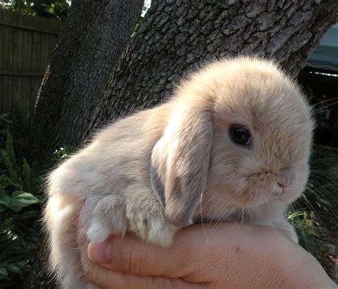 Holland Lop Babies For Sale Dwarfs In Tampa Florida Hoobly