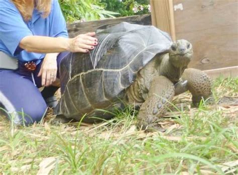 Giant Male And Female Aldabra Tortoises For Sale Adoption From Dublin