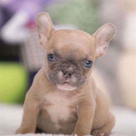 The french bulldog or «frenchie» evolved from the fighting bulldogs of the early 1800's. French bulldog puppies for sale near me