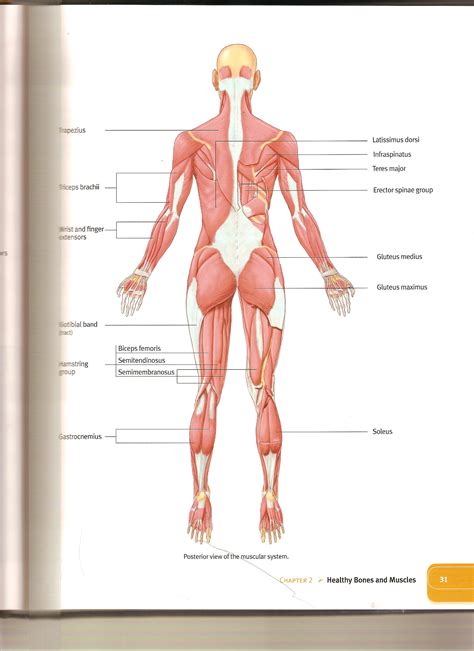 Their main function is in all its forms, it makes up nearly half of the body's mass. Assignments/Handouts - Ms. Kuchma's Phys-Ed Webpage