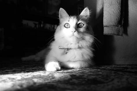 Online Crop White Cat Cat Monochrome Photography Animals Hd