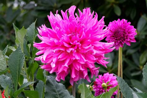 Beautiful Pink Dahlias Stock Photo Image Of Flowers 73047556