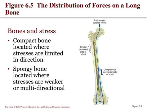 Ppt Section 6 1 Introduction To The Skeletal System Powerpoint