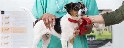 Puppy Vaccinations What They Need And When Purina