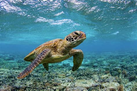 How To Get Amazing Underwater Turtle Photos Oceanity