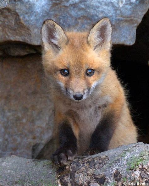 Red Fox Pup Wild Fox Pups Cute Animals Cute Animal Pictures