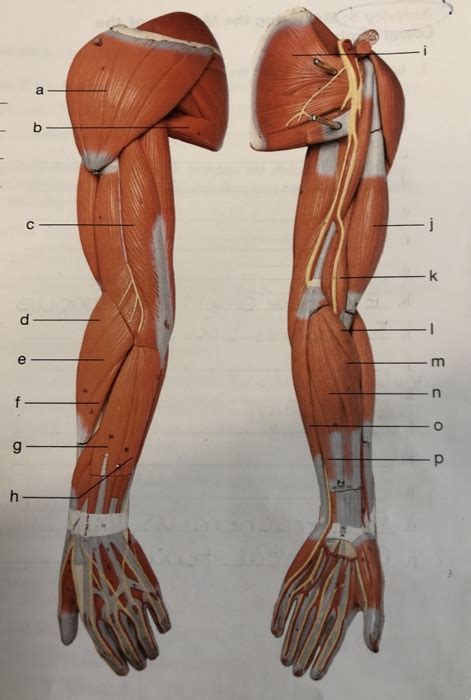 Solved Name The Muscles Of Arm And Leg