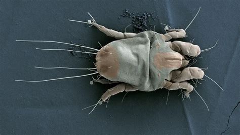 Can You See Dust Mites With The Human Eye Look At This Simple Clean Home