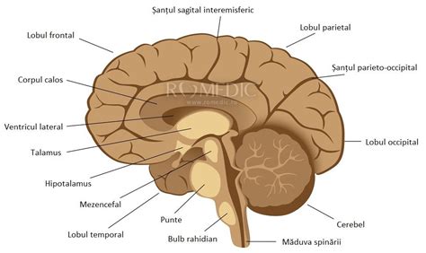 Encefalul Creierul Anatomie Si Fiziologie