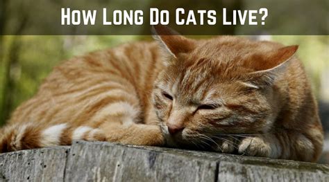 How Long Do Cats Live Cool Cat Tree House