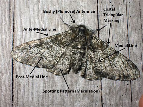 Wiki American Peppered Moths Nature Talk Inaturalist Community Forum