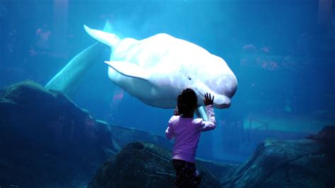 Us To Ban Captivity Of Some Beluga Whales Huffpost Latest News