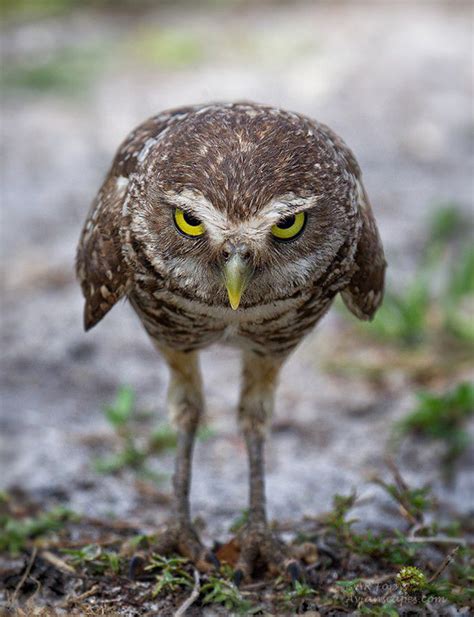 The Actual Length Of Owl Legs Will Never Stop Being Funny