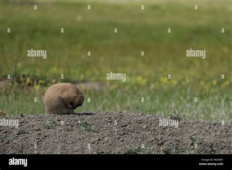 Bashful Black Tailed Prairie Dog Curled Up In A Ball From Grasslands