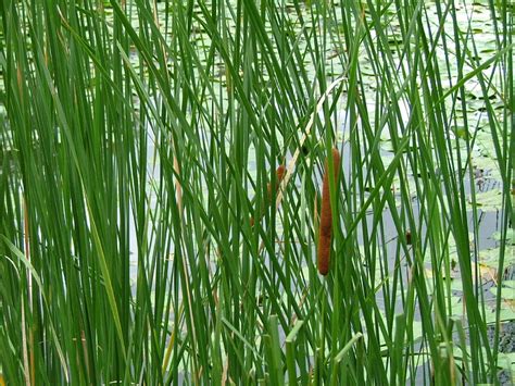 Reed Bed Free Stock Photo Public Domain Pictures