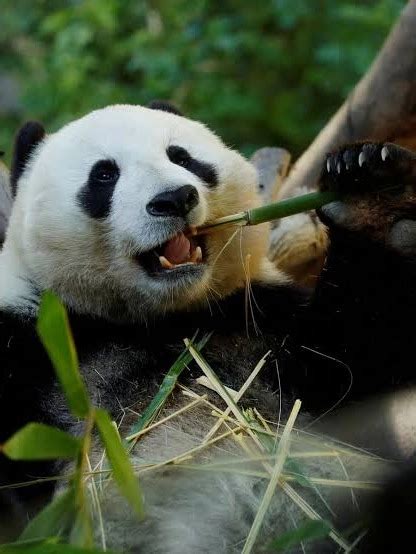 Interesting Facts About Pandas You Never Knew