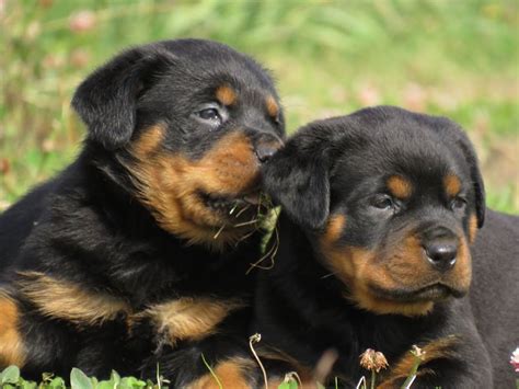 The smallest recorded rottweiler litter had one puppy, and the largest had 18 puppies. ﻿Big Rotties - Home
