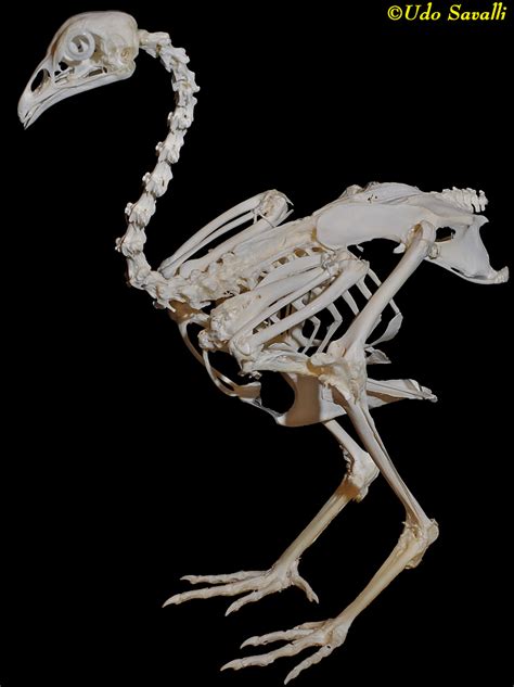 Bio370 Bird Skeleton