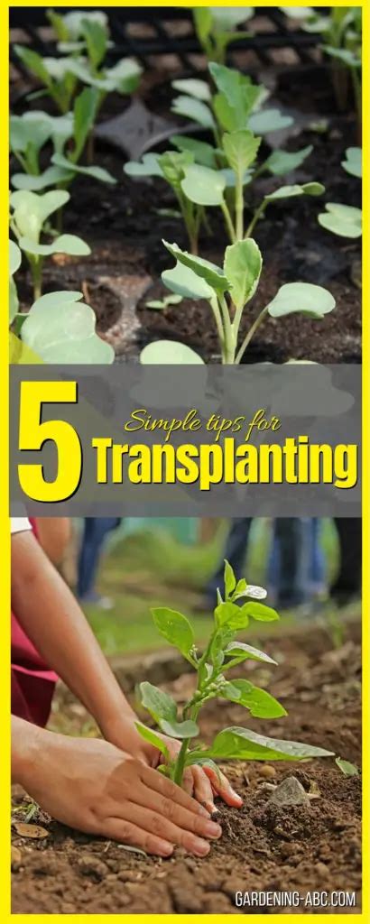 How To Transplant Seedlings Learn Transplanting In Five Simple Steps