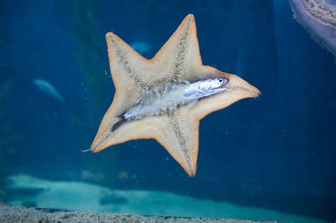 Reddit Starfish Like To Eat Anchovies Too Ocean Creatures Sea