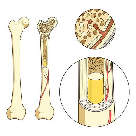 ᐅ Das Knochenmark Aufbau Funktion und mögliche Erkrankungen