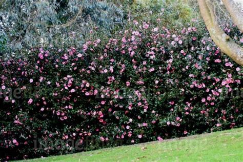 Pretty pink and white flowers are followed by edible hips. Pin by Jes Fields on Garden | Hedges, Evergreen hedge ...