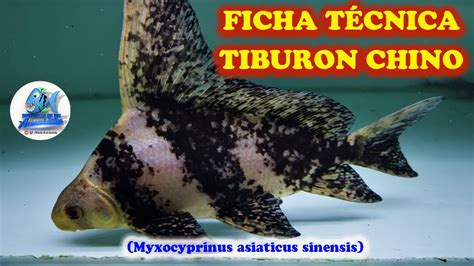 Ficha TÉcnica TiburÓn Chino Myxocyprinus Asiaticus Sinensis Youtube