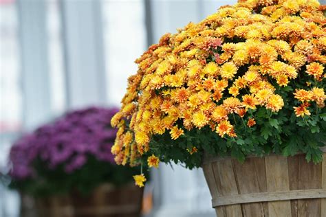 Fall Mums How To Care For Autumns Hardy Colorful Blooms — Bob Vila