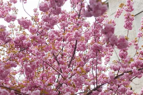 Premium Photo Beautiful Blooming Sakura Branches In Sunny Light Pink