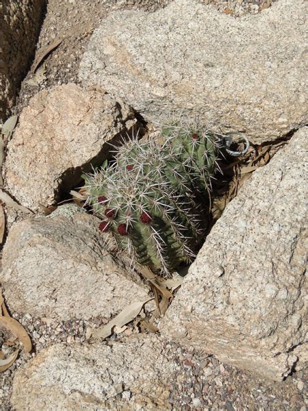 Reflections Flora And Fauna Arizona Hedgehog Cactus