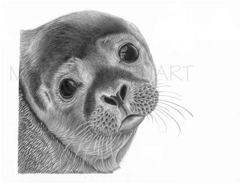Seal Art Print Hand Drawn Animal Pencil Drawing A4 A5 Etsy