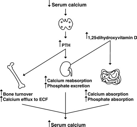 Calcium Parathyroid Hormone Vitamin D Axis Download Scientific Diagram