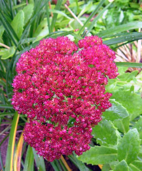 Whether you want just one gram of weed or are looking to buy premium marijuana flowers in bulk, cheap bud canada has them available at the best prices online—guaranteed. Pink Flowers | Public Garden. Halifax, Canada. Not quite ...