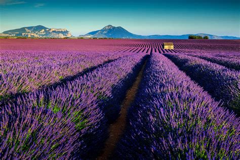 Lavender Fields France Riviera Bar Crawl And Tours