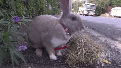 Dunedin Pet Rabbit Goes Walking Youtube