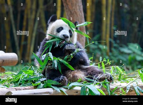 Cute Panda Sitting And Eating Bamboo Stock Photo Alamy