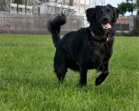 Black Labrador X Golden Retriever Puppies 3drose Dogs Labrador